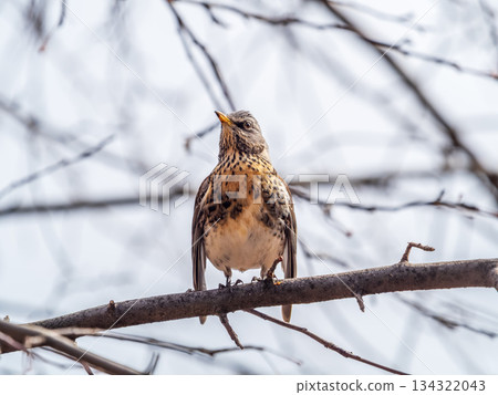 Fieldbird sits on a branch in spring with a blurred background. Fieldbird sits on a branch in spring with a blurred background. 134322043