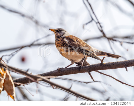 Fieldbird sits on a branch in spring with a blurred background. 134322044
