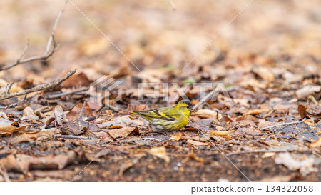 A male Eurasian siskin sits on the ground covered with dry leaves and grass. Carduelis spinus. song bird in the nature habitat. 134322058