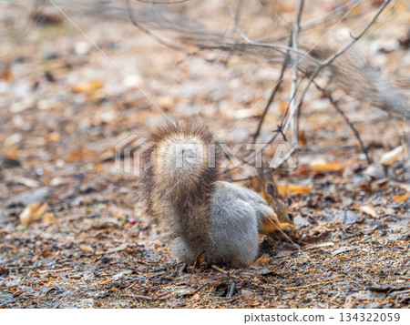 Squirrel in autumn or spring hides nuts on the green grass with fallen yellow leaves 134322059