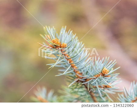 Fir branch with needles in the sunset light 134322060
