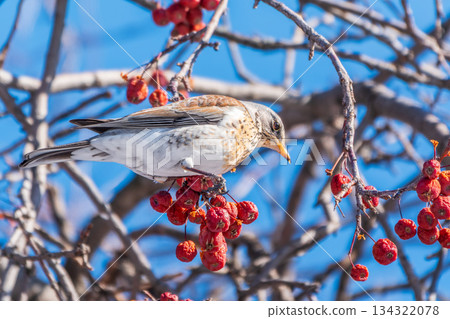 Fieldfare sitting on the bush and feeding on wild red apples in winter or early spring time. 134322078