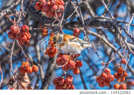 Brambling (Fringilla montifringilla) feeds on apples in winter. 134322081