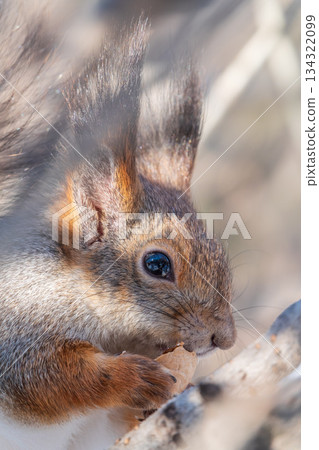The squirrel with nut sits on tree in the winter or late autumn 134322099