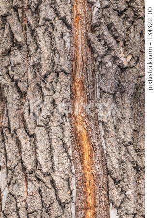 Texture of the bark of old maple tree Texture of the bark of old maple tree 134322100