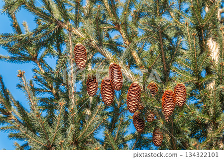 Green spruce branches with needles and cones against a blue sky in winter. Many cones on spruce. Fir tree. Green spruce branches with needles and cones against a blue sky in winter. Many cones on spruce. Fir tree. 134322101