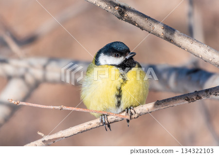 Cute bird Great tit, songbird sitting on a branch without leaves in the autumn or winter. 134322103