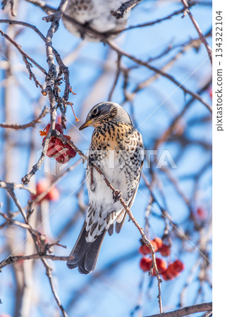 Fieldfare sitting on the bush and feeding on wild red apples in winter or early spring time. 134322104