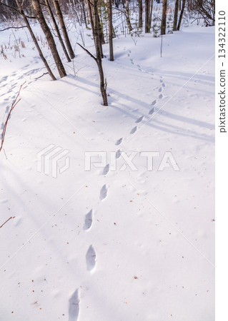 Traces of a hare and a fox chasing him on white snow in the forest. Traces of animals in snow. Hare, wolf, fox, dog, cat paws footprints in the forest. 134322110