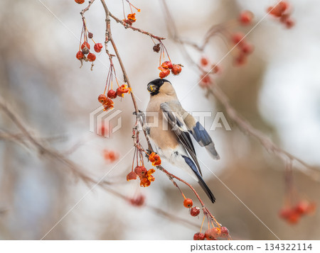 Bullfinch female sits on a branch and eats small red apples. The Eurasian or common bullfinch, pyrrhula pyrrhula 134322114