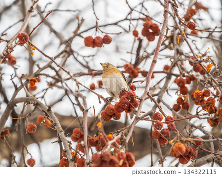Brambling (Fringilla montifringilla) feeds on apples in winter. 134322115