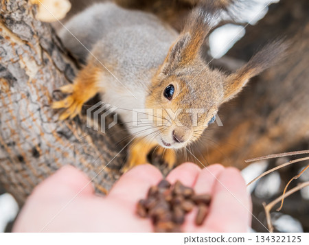 Squirrel eats nuts from a man's hand. Caring for animals in winter or autumn. Squirrel eats nuts from a man's hand. Caring for animals in winter or autumn. 134322125