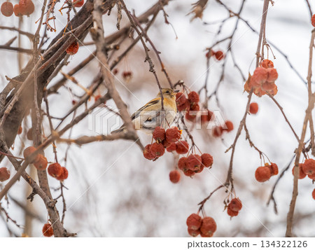 Brambling (Fringilla montifringilla) feeds on apples in winter. Brambling (Fringilla montifringilla) feeds on apples in winter. 134322126