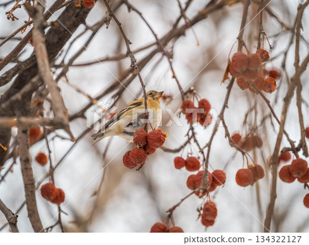 Brambling (Fringilla montifringilla) feeds on apples in winter. 134322127