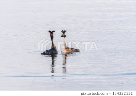 Mating games of two water birds Great Crested Grebes. Two waterfowl birds Great Crested Grebes swim in the lake with heart shaped silhouette 134322131