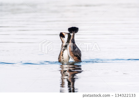 Mating games of two water birds Great Crested Grebes. Two waterfowl birds Great Crested Grebes swim in the lake with heart shaped silhouette 134322133