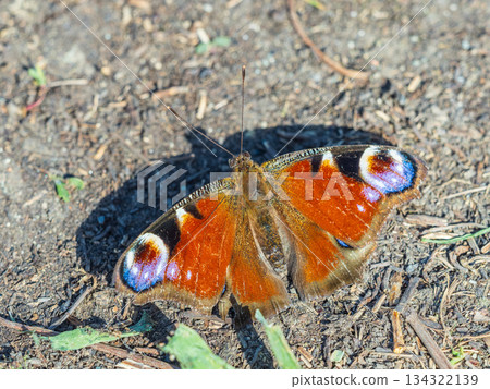 Peacock butterfly on the ground among the grass Peacock butterfly on the ground among the grass 134322139