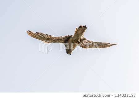 Common kestrel, Falco tinnunculus, hovered in the air in search of prey Common kestrel, Falco tinnunculus, hovered in the air in search of prey 134322155