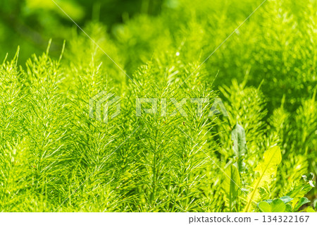 Wood horsetail (Equisetum sylvaticum) growing in the forest close up. Equisetum arvense, the field horsetail or common horsetail. Perennial herb 134322167
