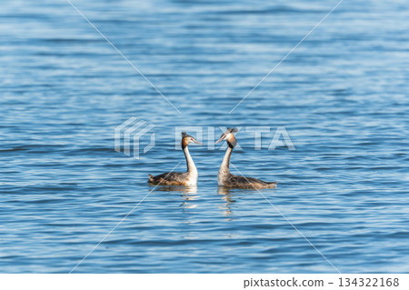 Mating games of two water birds Great Crested Grebes. Two waterfowl birds Great Crested Grebes swim in the lake with heart shaped silhouette Mating games of two water birds Great Crested Grebes. Two waterfowl birds Great Crested Grebes swim in the lake with heart shaped silhouette 134322168