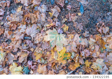 Orange and yellow fallen leaves in the sunlight. 134322195