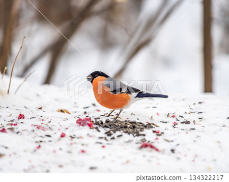 Bullfinch, pyrrhula pyrrhula, sitting on a branch without leaves in the autumn or winter. 134322217