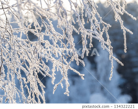 Tree branches in winter covered with snow and frost in snowfall. Frozen tree branches. Tree branches in winter covered with snow and frost in snowfall. Frozen tree branches. 134322221