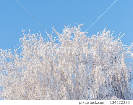 Tree branches in winter covered with snow and frost in snowfall on blue sky background. Frozen tree branches. 134322223