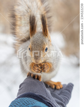 Squirrel eats nuts from a man's hand. Caring for animals in winter or autumn. Squirrel eats nuts from a man's hand. Caring for animals in winter or autumn. 134322230
