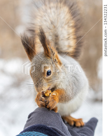 Squirrel eats nuts from a man's hand. Caring for animals in winter or autumn. Squirrel eats nuts from a man's hand. Caring for animals in winter or autumn. 134322231