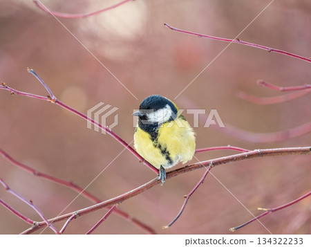 Cute bird Great tit, songbird sitting on a branch without leaves in the autumn or winter. Cute bird Great tit, songbird sitting on a branch without leaves in the autumn or winter. 134322233