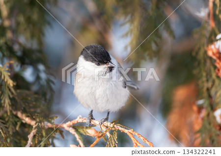 Cute bird the willow tit, song bird sitting on the fir branch with snow in winter Cute bird the willow tit, song bird sitting on the fir branch with snow in winter 134322241