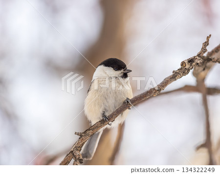 Cute bird the willow tit, song bird sitting on a branch without leaves in the winter. Cute bird the willow tit, song bird sitting on a branch without leaves in the winter. 134322249