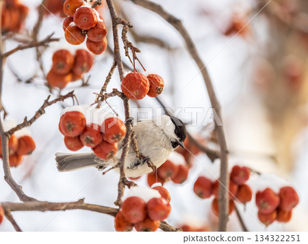 Cute bird the willow tit, song bird sitting on a branch without leaves in the winter. Cute bird the willow tit, song bird sitting on a branch without leaves in the winter. 134322251