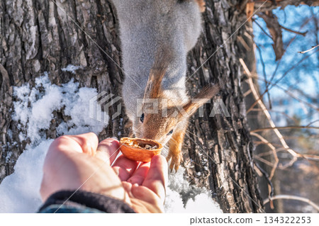Squirrel eats nuts from a man's hand. Caring for animals in winter or autumn. 134322253