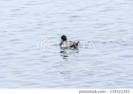 Drake Greater scaup swimming on a pond. Drake Greater scaup swimming on a pond. 134322261
