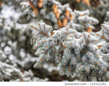 Green fir branches in winter covered with snow 134322262