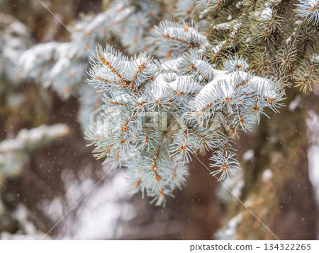 Green fir branches in winter covered with snow Green fir branches in winter covered with snow 134322265