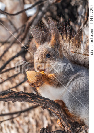 The squirrel with nut sits on tree in the winter or late autumn The squirrel with nut sits on tree in the winter or late autumn 134322295