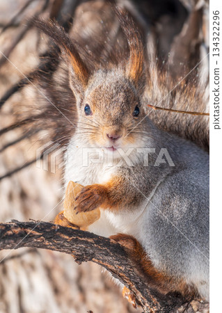The squirrel sits on a branches without leaves in the winter or autumn The squirrel sits on a branches without leaves in the winter or autumn 134322296
