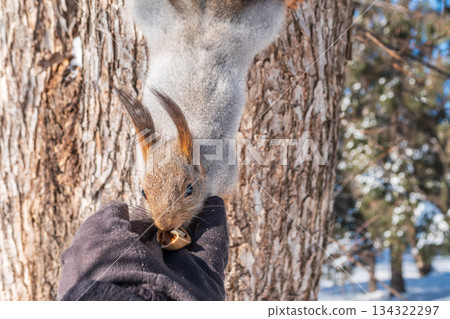 Squirrel eats nuts from a man's hand. Caring for animals in winter or autumn. Squirrel eats nuts from a man's hand. Caring for animals in winter or autumn. 134322297