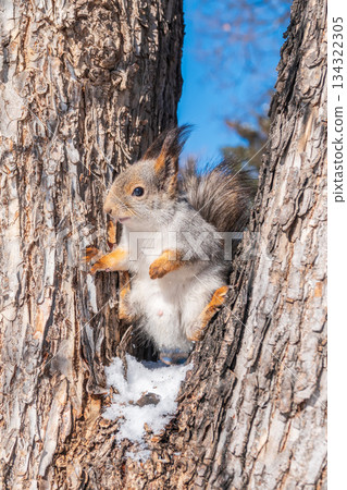 Portrait of a squirrel on a tree trunk 134322305
