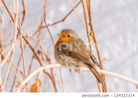 Cute bird the European Robin, Erithacus rubecula. sitting on the tree branch in winter. Cute bird the European Robin, Erithacus rubecula. sitting on the tree branch in winter. 134322314