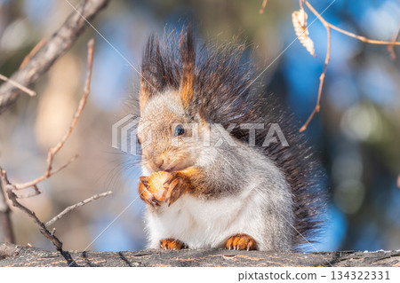 The squirrel with nut sits on tree in the winter or late autumn The squirrel with nut sits on tree in the winter or late autumn 134322331