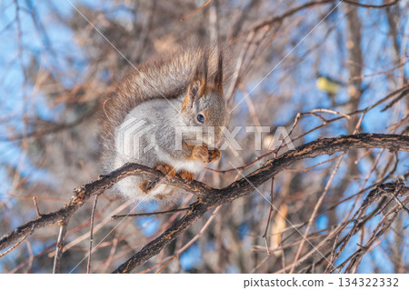 The squirrel with nut sits on tree in the winter or late autumn 134322332
