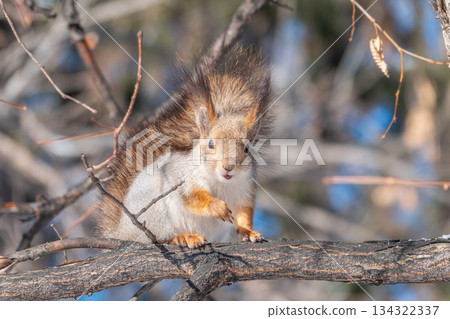 The squirrel sits on a branches without leaves in the winter or autumn 134322337