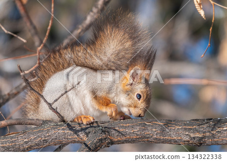The squirrel sits on a branches without leaves in the winter or autumn 134322338
