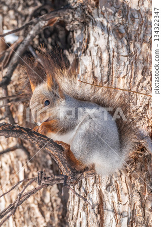 The squirrel with nut sits on tree in the winter or late autumn The squirrel with nut sits on tree in the winter or late autumn 134322347