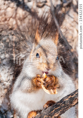 The squirrel with nut sits on tree in the winter or late autumn The squirrel with nut sits on tree in the winter or late autumn 134322355