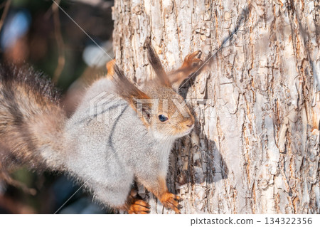 Portrait of a squirrel on a tree trunk 134322356